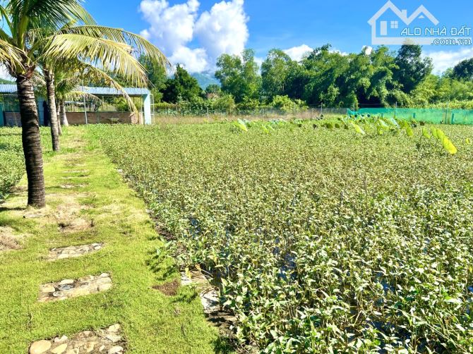 Đất Trung Tâm Diên Đồng Sau Uỷ ban Diên Đồng Chỉ 1.4triệu/m2 - 3
