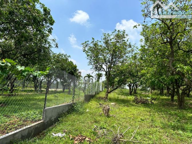Kẹt quá bán gấp vườn xoài mặt tiền bê tông khu dân cư 5000m2 giá rẻ bèo 1TY480 - 1