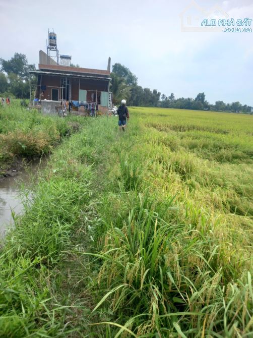 1538m2 thổ sát chợ thị trấn thủ thừa Long An 1,7 tỷ ( hàng rất ngộp) - 10