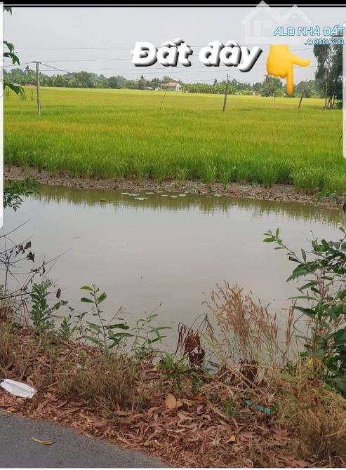 1538m2 thổ sát chợ thị trấn thủ thừa Long An 1,7 tỷ ( hàng rất ngộp) - 2