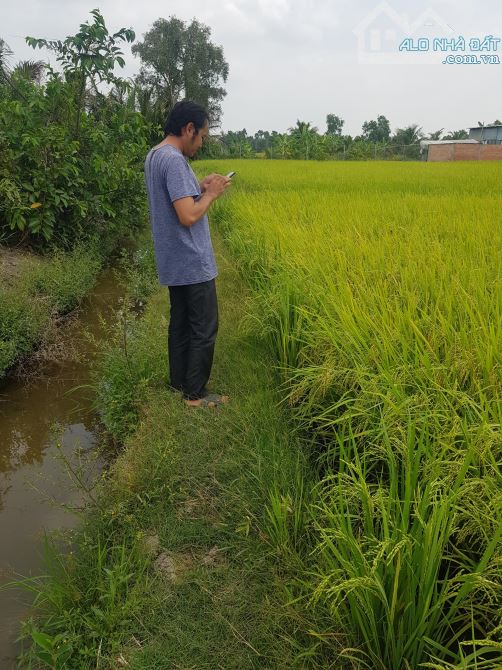 1538m2 thổ sát chợ thị trấn thủ thừa Long An 1,7 tỷ ( hàng rất ngộp) - 7