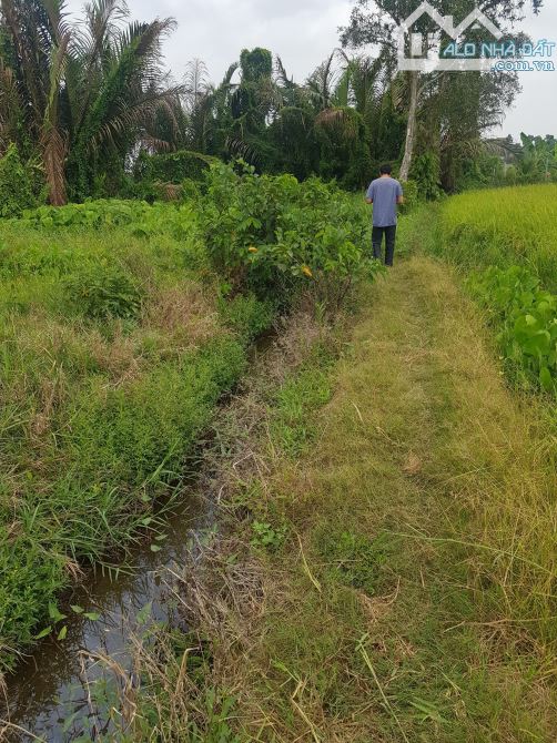 1538m2 thổ sát chợ thị trấn thủ thừa Long An 1,7 tỷ ( hàng rất ngộp) - 8
