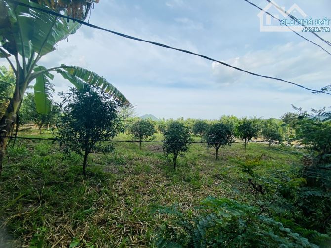 Bán đất thôn Suối Sâu, Ninh Tân, Ninh Hòa, Khánh Hòa. - 1