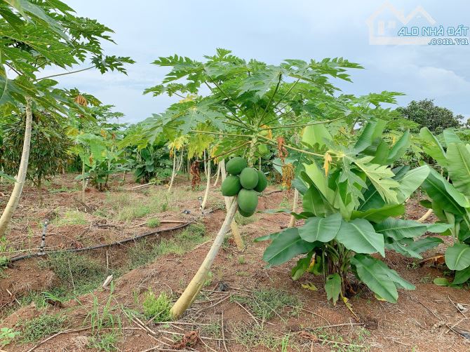 Bán khoảng 3 sào 5 (3558m2) đất Xà Bang, huyện Châu Đức, BRVT. - 2