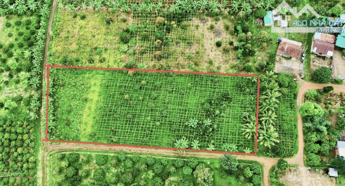 ✨ 3.000m2, Góc 2 Mặt Tiền, 85x38m (QH: FULL HỒNG), cách QL29 chỉ vài bước chân - 659 Triệu - 2