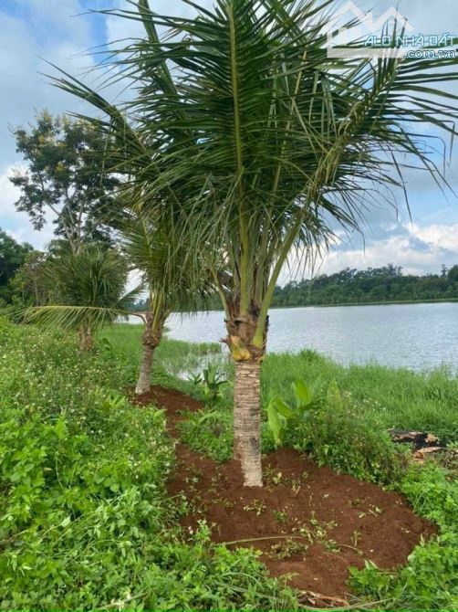 🍁VÀI LÔ ĐẤT ĐẸP VIEW HỒ EaNhai - KrongPak - ĐăkLăk GIÁ TỐT ĐỂ XÂY NHÀ VƯỜN, HOMESTAY... - 3