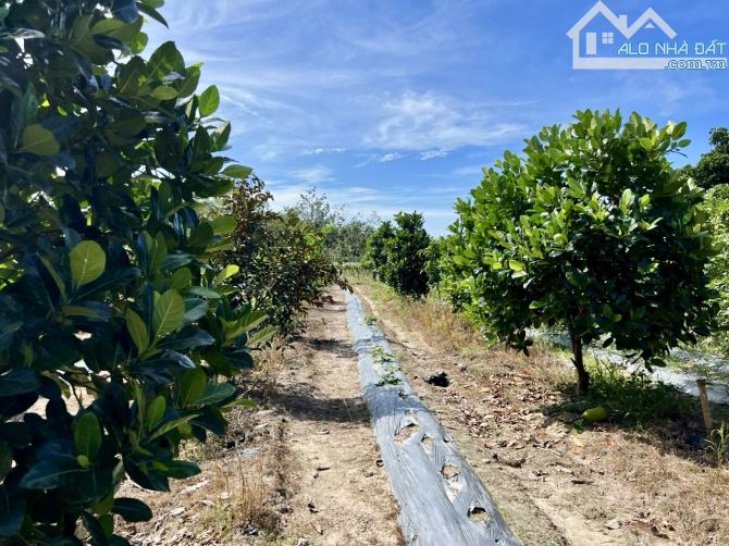 ✨ 2 SÀO VƯỜN TRÁI CÂY, 51.4M bám Mặt tiền đường, cách QL13 chỉ 1Km, chợ Bến Cát 3Km - 3 Tỷ
