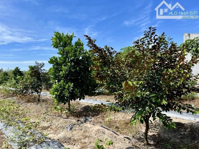 ✨ 2 SÀO VƯỜN TRÁI CÂY, 51.4M bám Mặt tiền đường, cách QL13 chỉ 1Km, chợ Bến Cát 3Km - 3 Tỷ - 1
