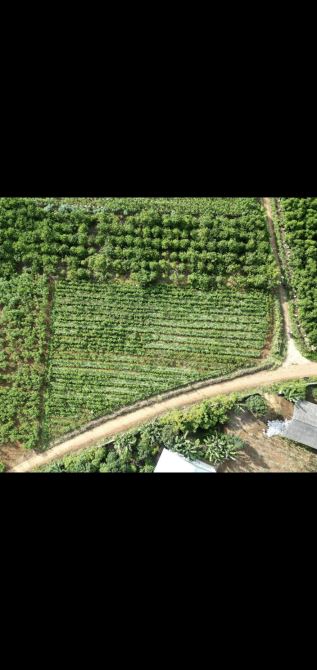 Bán 2 sào đất bao 100m2 thổ 5 tỷ buông sổ 2 MT đường bê tông sát s/bay - 2