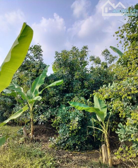 Vườn trái cây gần hồ Trị An, Đồng Nai. Thích hợp làm farmstay nghỉ dưỡng. Giá chỉ 650tr - 3