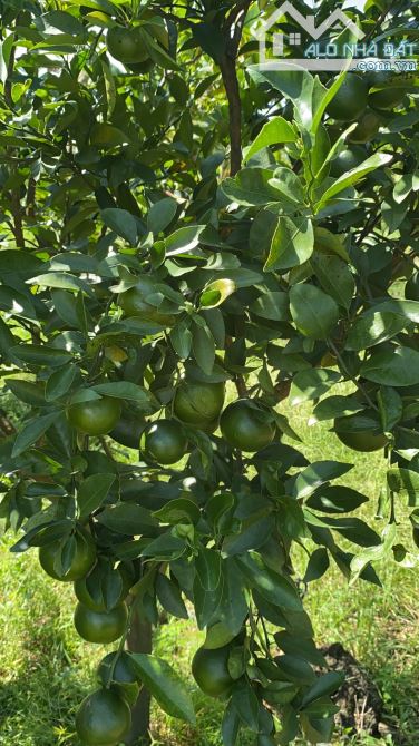 Vườn trái cây gần hồ Trị An, Đồng Nai. Thích hợp làm farmstay nghỉ dưỡng. Giá chỉ 650tr - 4