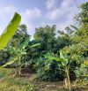 Vườn trái cây gần hồ Trị An, Đồng Nai. Thích hợp làm farmstay nghỉ dưỡng. Giá chỉ 650tr