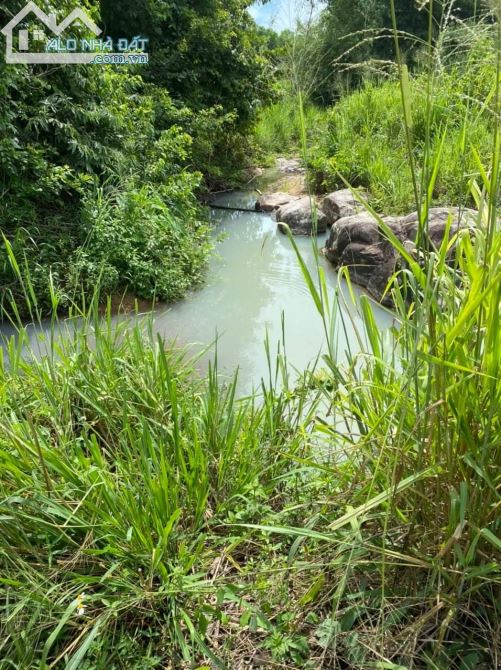 2,8ha đất rừng quy hoạch Cây Lâu Năm