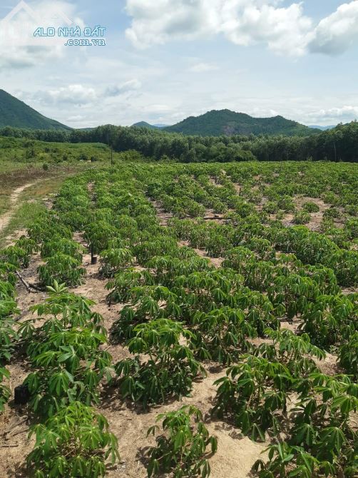 2,8ha đất rừng quy hoạch Cây Lâu Năm - 1