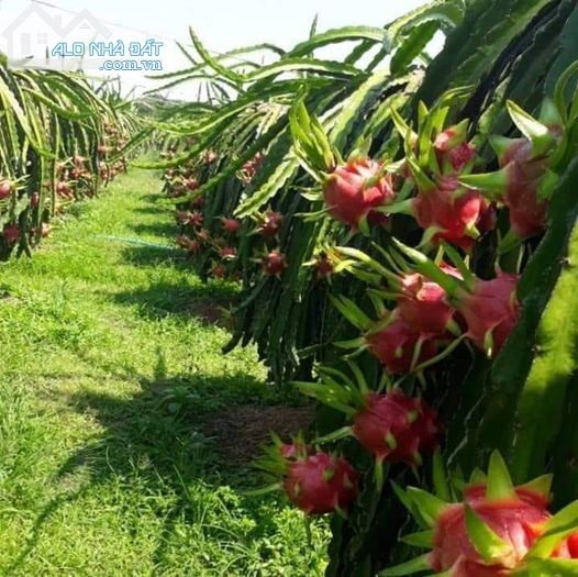 Cần tiền trị bệnh-Đất gần DT719B-Tiến Bình-Tiến Thành-Phan Thiết-DT 8,4 sào+1,2Ha - 4