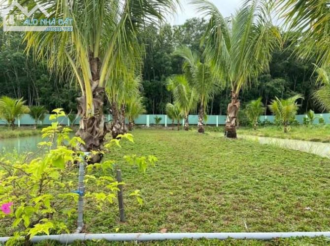 Bán Đất mặt tiền đường nhựa sau lưng Siêu dự án Novaworld Phan Thiết - 2