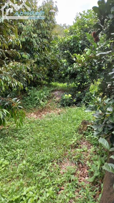 Bán đất vườn xã phú an huyện tân phú tỉnh Đồng Nai