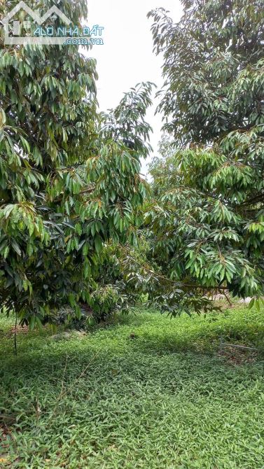 Bán đất vườn xã phú an huyện tân phú tỉnh Đồng Nai - 1