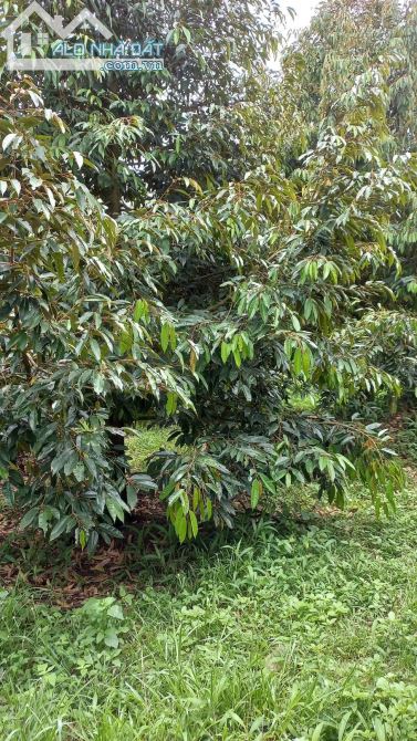 Bán đất vườn xã phú an huyện tân phú tỉnh Đồng Nai - 2