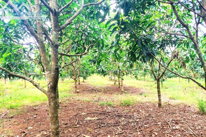 Vườn xoài Cát 1102m2, mặt đường bê tông 46m, có 100m2 thổ cư, view hồ. - 4