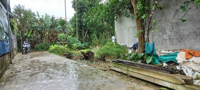 Bán đất 2 mặt tiền kiệt Lý Nam Đế, Hương Long, TP Huế, 103m2 giá chỉ 1.7 tỷ.