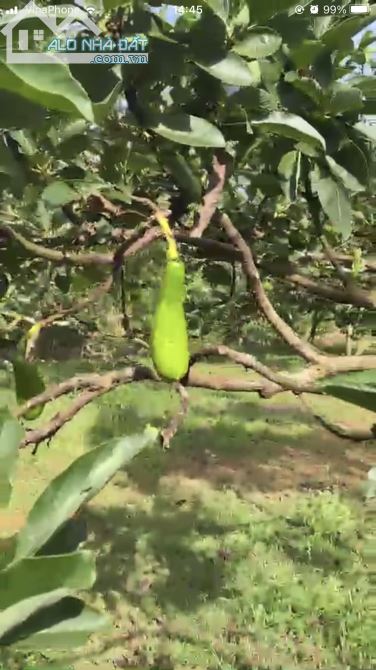 Bán đất vườn xã Túc Trưng huyện định quán tỉnh Đồng Nai - 2