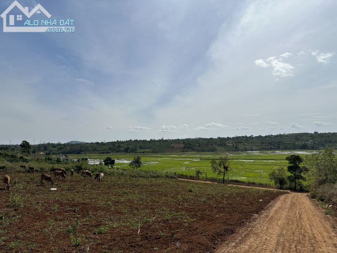 Đất Lý Chính Thắng 1500m2 , view ruộng cực đẹp , phủ hồng toàn bộ, Pleiku, Gia Lai - 2