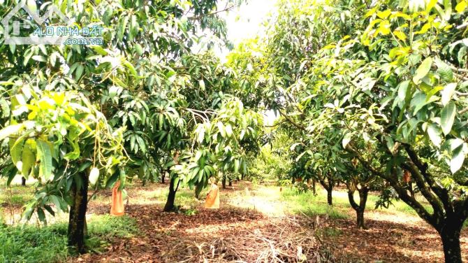 Cần bán vườn xoài 1005m2, mặt đường ô tô 20m, gần dân, sổ sẵn. - 1