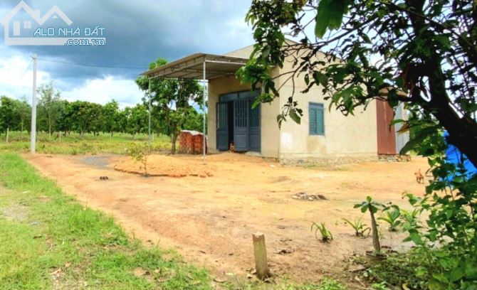 Cần bán vườn xoài 1005m2, mặt đường ô tô 20m, gần dân, sổ sẵn. - 2