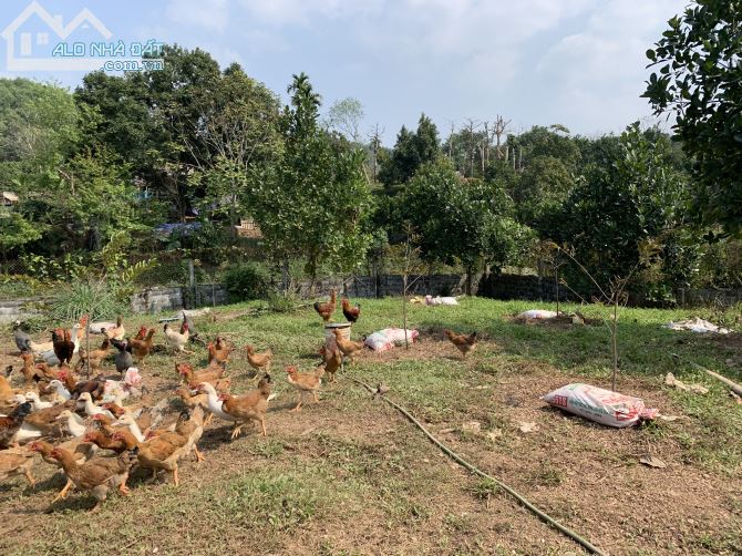 3380m Có 300ont, Còn lại Vườn Siêu Đẹp Để Làm Homestay, Nghỉ Dưỡng - 1