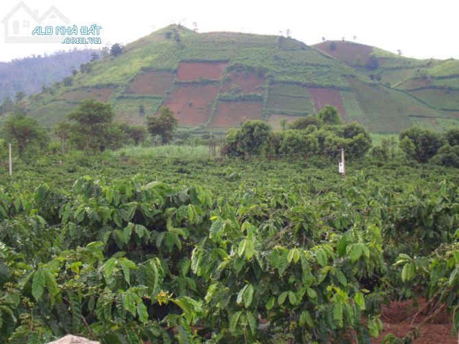 Đất Vieu núi lữa Chư Đăng Ya gần UBND xã - 1