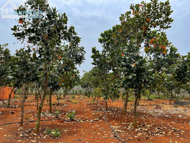 6,5 sào view ruộng mênh mông ngay chợ Đoàn Kết Hoà Khánh 4,3 tỷ Quỳnh Anh - 3