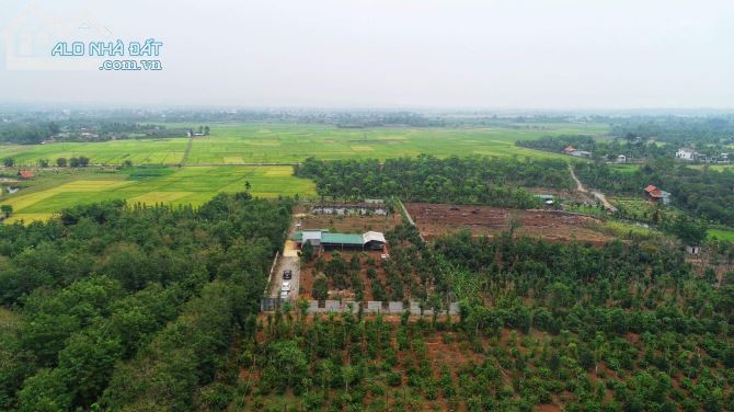 6,5 sào view ruộng mênh mông ngay chợ Đoàn Kết Hoà Khánh 4,3 tỷ Quỳnh Anh - 5