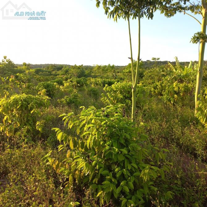 ✨ Hơn 1.2 hécta, 12.345m2 (số tiến cực đẹp), GIÁ SIÊU ĐẦU TƯ, CHỈ 50 TRIỆU - 1.000m2 - 3