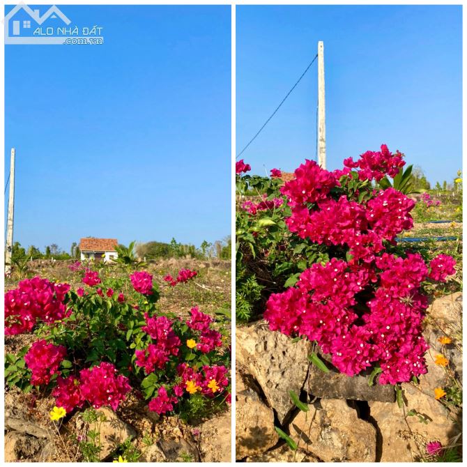 ✨ Một chiếc nhà gỗ xinh xinh bên ruộng lúa, vườn hoa. Diện tích: 5.922m2 - GIÁ: 850 Triệu - 2