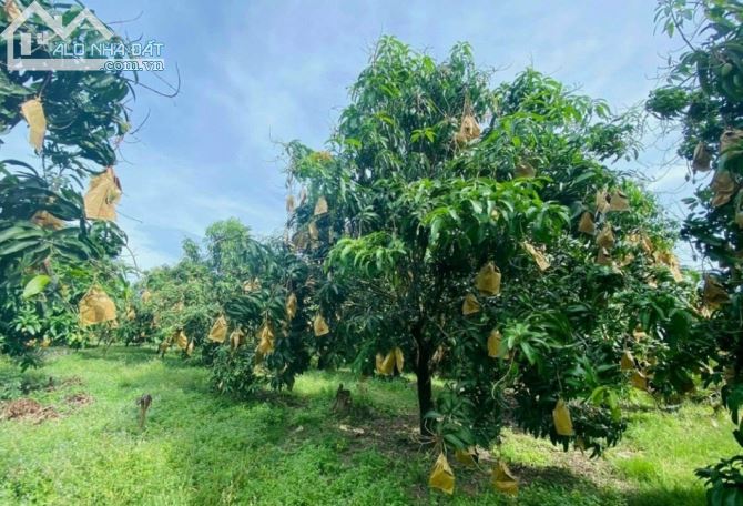 Cần bán vườn xoài 1011m2, đường bê tông, gần trường, KCN, view hồ. - 1
