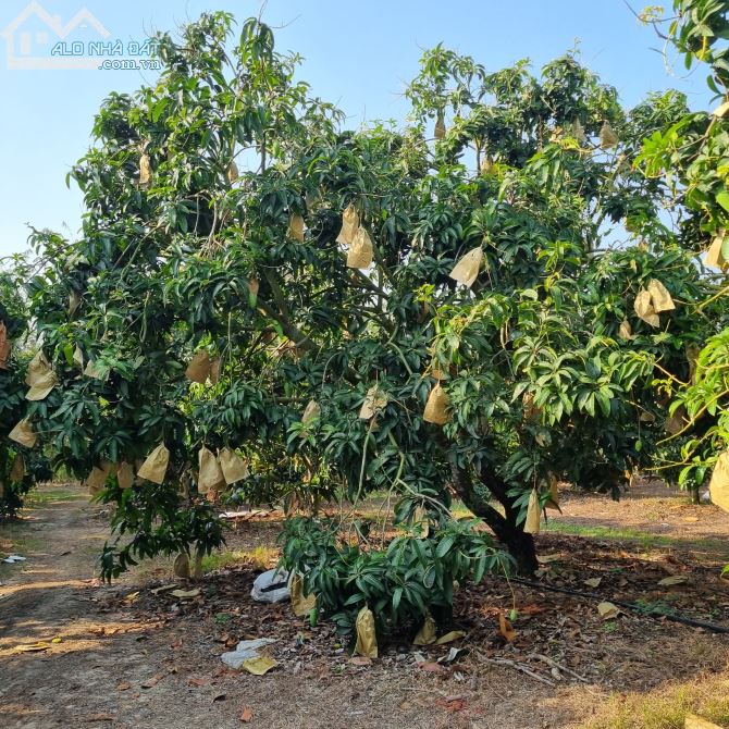 CẦN BÁN VƯỜN XOÀI ĐÀI LOAN 18,000M2 ĐANG CHO THU HOẠCH MẠNH CHỈ 3TY7 - 1