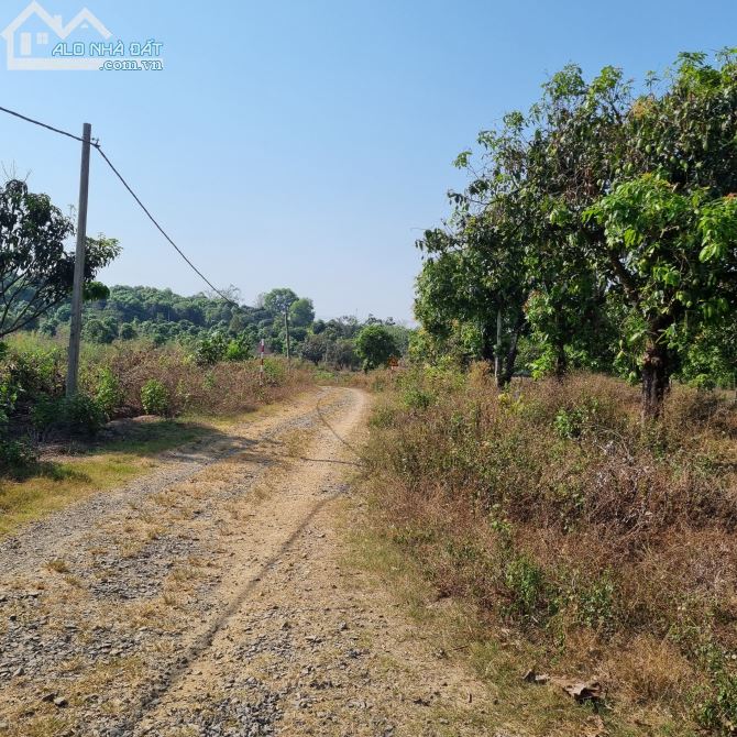 CẦN BÁN VƯỜN XOÀI ĐÀI LOAN 1035M2 CÓ 15M MẶT TIỀN ĐƯỜNG SẮP ĐỔ NHỰA GIÁ CHỈ 870TR - 1