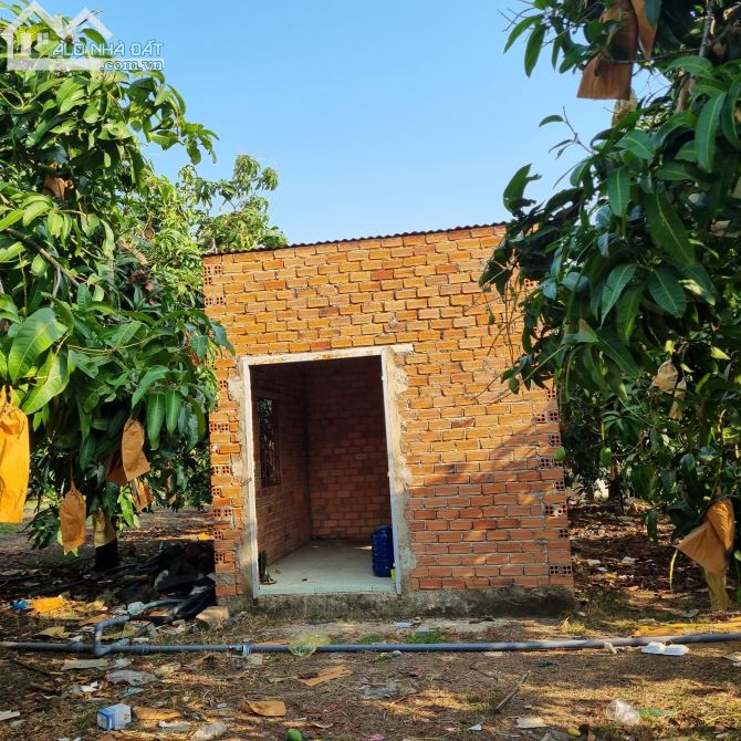 CẦN BÁN VƯỜN XOÀI ĐÀI LOAN 18,000M2 ĐANG CHO THU HOẠCH MẠNH CHỈ 3TY7 - 2