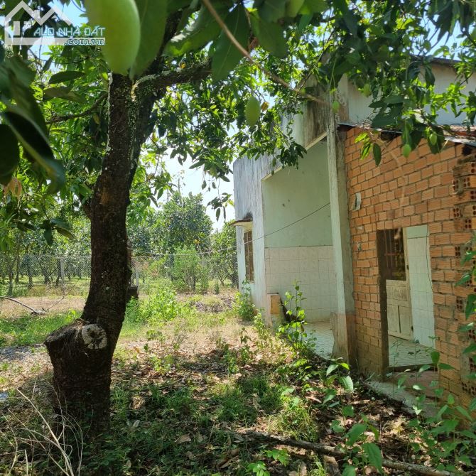 BÁN LÔ ĐẤT MẶT TIỀN BỀ TÔNG ĐẤT THỔ CƯ 1108M2 CÓ 16M MẶT TIỀN BÊ TÔNG CHỈ 1TY150 - 2