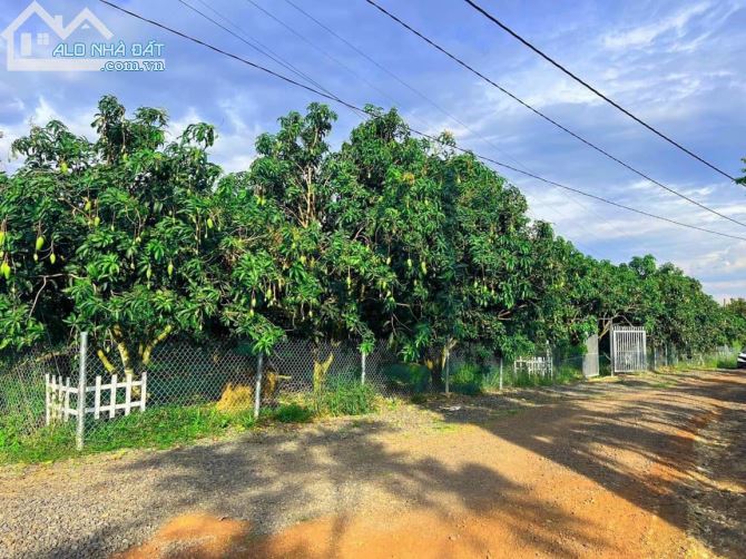 VƯỜN TRÁI CÂY ĐANG THU HOẠCH GIÁ TỐT, TỪ TP.HCM ĐẾN VƯỜN CHỈ 2H. CHỈ 600TRIỆU - 2