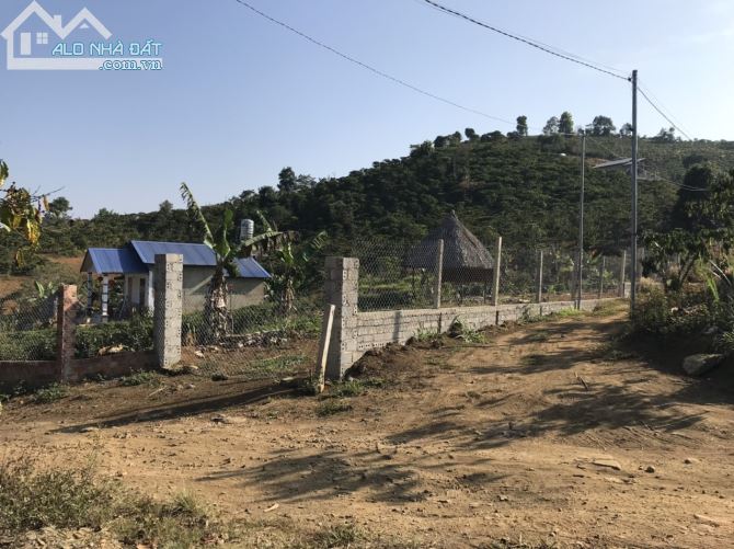 5 sào Mai thúc Loan phường 3 Bảo lộc. - 2