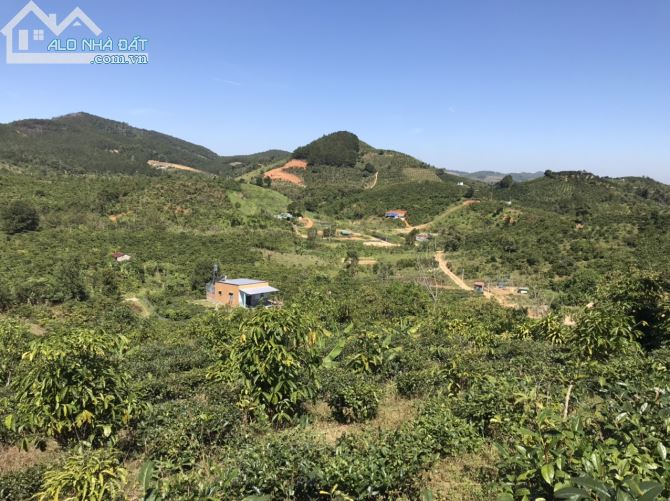 5 sào Mai thúc Loan phường 3 Bảo lộc. - 4