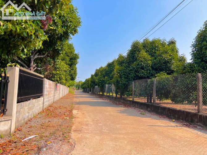 VƯỜN MĂNG CỤT J 1000M2  QH THỔ CƯ 100%  NGAY NGÃ TƯ DẦU GIÂY. ĐƯỜNG 8M
