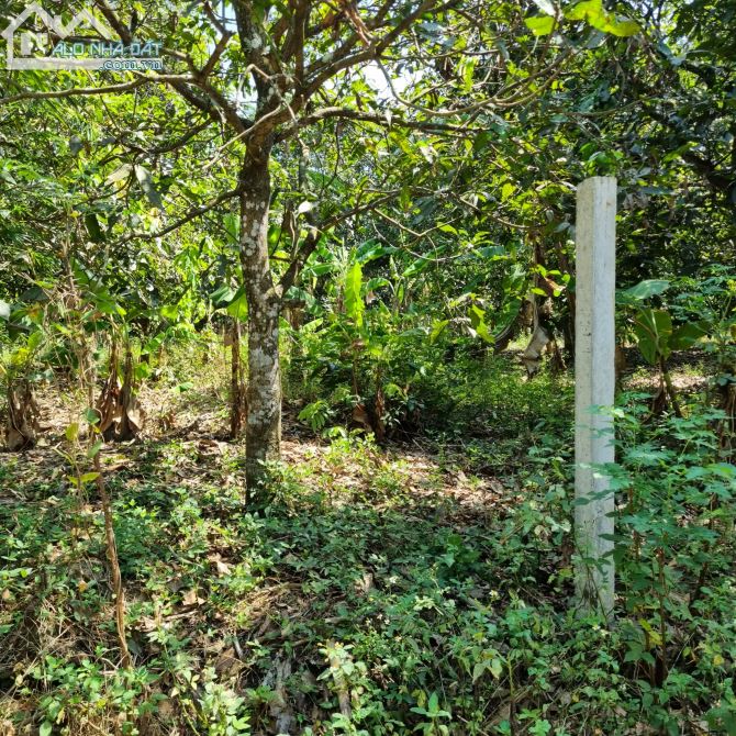 MẶT TIỀN BÊ TÔNG ĐƯỢC 21M VƠI DIỆN TÍCH 1000M2(21MX45M) ĐẤT NỞ HẬU 25M CHỈ 950TR - 2