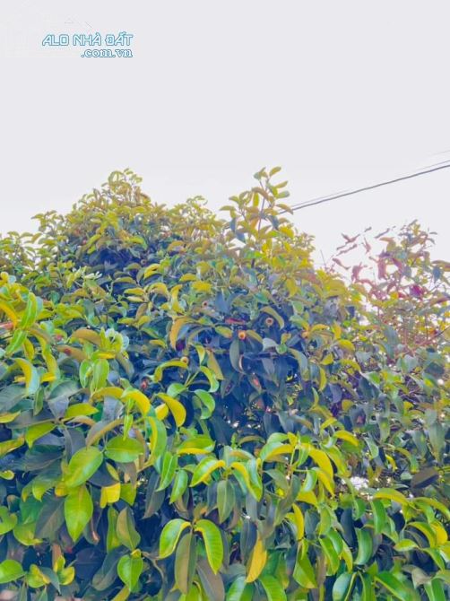 VƯỜN MĂNG CỤT J 1000M2  QH THỔ CƯ 100%  NGAY NGÃ TƯ DẦU GIÂY. ĐƯỜNG 8M - 2