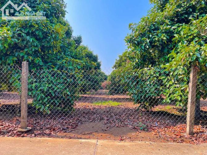 VƯỜN MĂNG CỤT J 1000M2  QH THỔ CƯ 100%  NGAY NGÃ TƯ DẦU GIÂY. ĐƯỜNG 8M - 3
