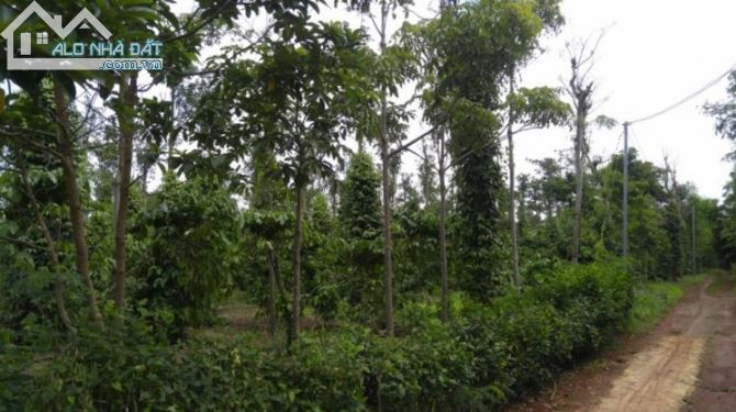 LÔ ĐẤT 2 MẶT TIỀN SẮP ĐỔ NHỰA 9673M2 CÓ HƠN 200M MẶT TIỀN GẦN KHU DÂN CƯ CHỈ 3TY8 - 3