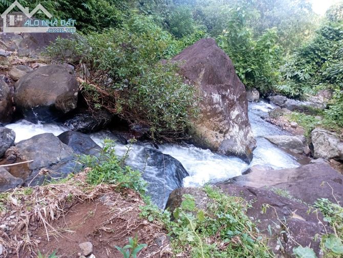 CHUYỂN NHƯỢNG 10HA RSX SUỐI THÁC TRONG ĐẤT GẦN KHU DU LỊCH CỬU THÁC TÚ SƠN - 2