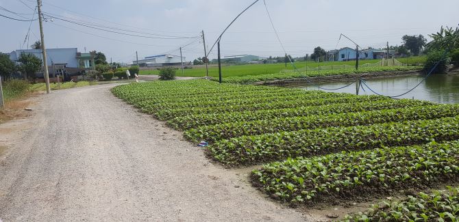 Bán lô đất nông nghiệp có thổ cư tại Thuận Thành huyện Cần Giuộc 1000m2 có 334m2 thổ cư - 1